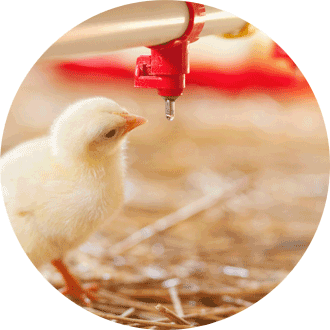Réduire les antibiotiques