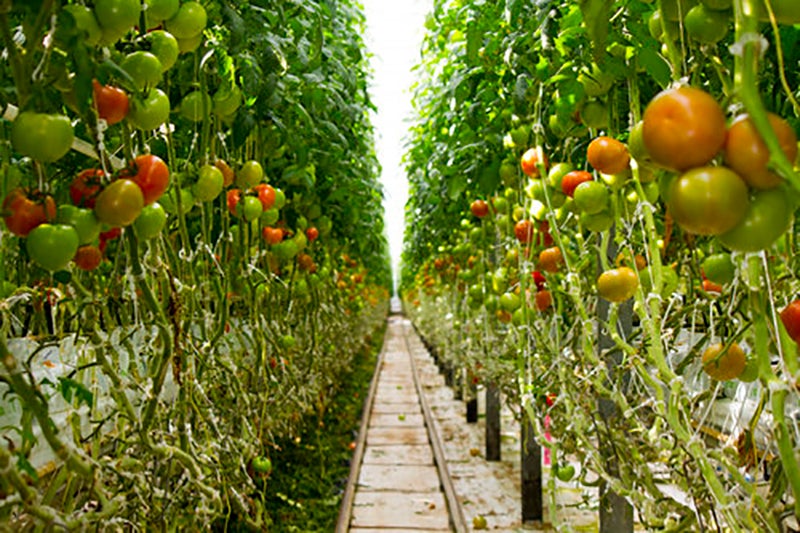 Wendy's Greenhouse Grown Tomatoes