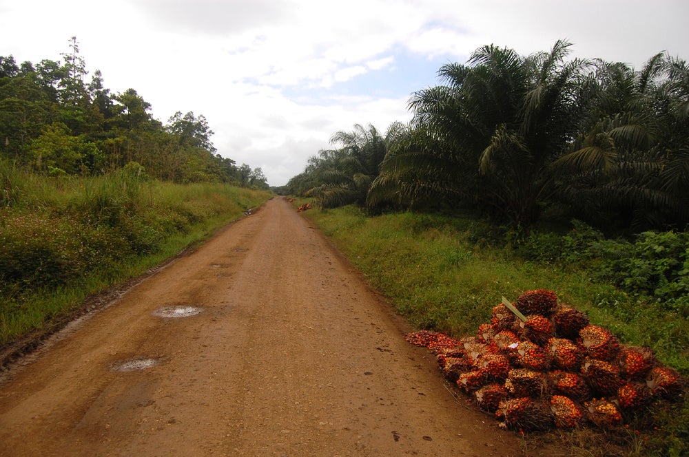 Palm Oil