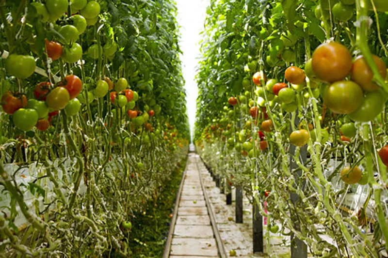 Wendy's Greenhouse Grown Tomatoes