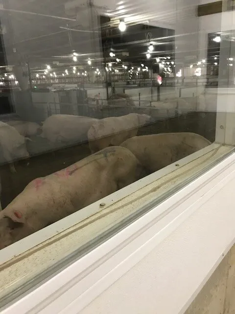 Wendy's Pork